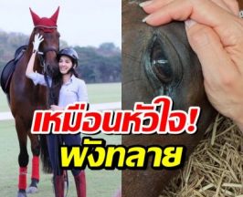 ใจสลาย... นุสบา สูญเสียม้าคู่ใจ อยู่ด้วยกันมานานกว่า 10 ปี