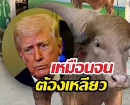 คนแห่ดูแน่นฟาร์ม! ควายเผือกหน้าเหมือน โดนัลด์ ทรัมป์