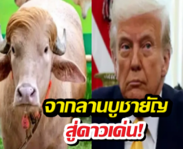 เปิดชีวิตใหม่ ควายเผือกทรัมป์ หลังรบ.สั่งอุ้มเป็นเซเลบ