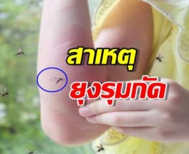 เฉลยสาเหตุ ทำไมยุงกัดบางคนมากกว่าคนอื่น