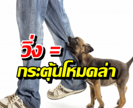 วิธีรอดเมื่อถูกสุนัขจรล้อม สิ่งที่คนส่วนใหญ่ทำผิดมาตลอดชีวิต
