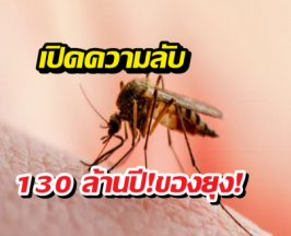 ยุงมีประโยชน์อะไร โลกนี้ไม่มียุงเลยได้ไหม?