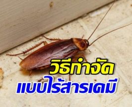 คนกลัวแมลงสาบต้องเซฟ! เปิด 5 วิธีทำกับดักแมลงสาบ