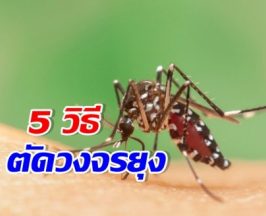 ฝนตกยุงชุก! เปิด 5 วิธี ไล่ยุงร้ายกวนใจช่วงหน้าฝน