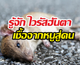 รู้จัก ไวรัสฮันตา เชื้อจากหนูสู่คน ป้องกันได้ ไม่ต้องตื่นตระหนก